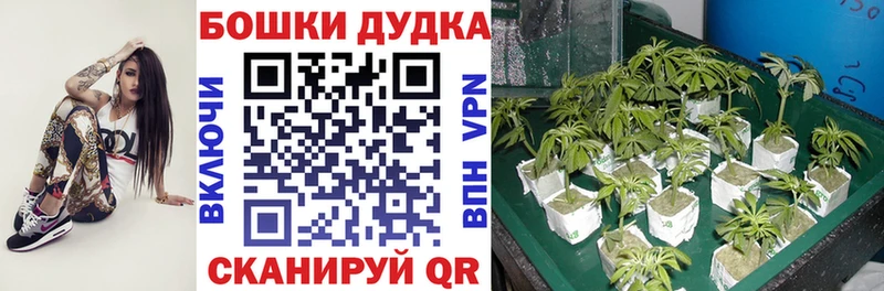 Где купить наркотики Свирск Галлюциногенные грибы  ГАШ  Каннабис 